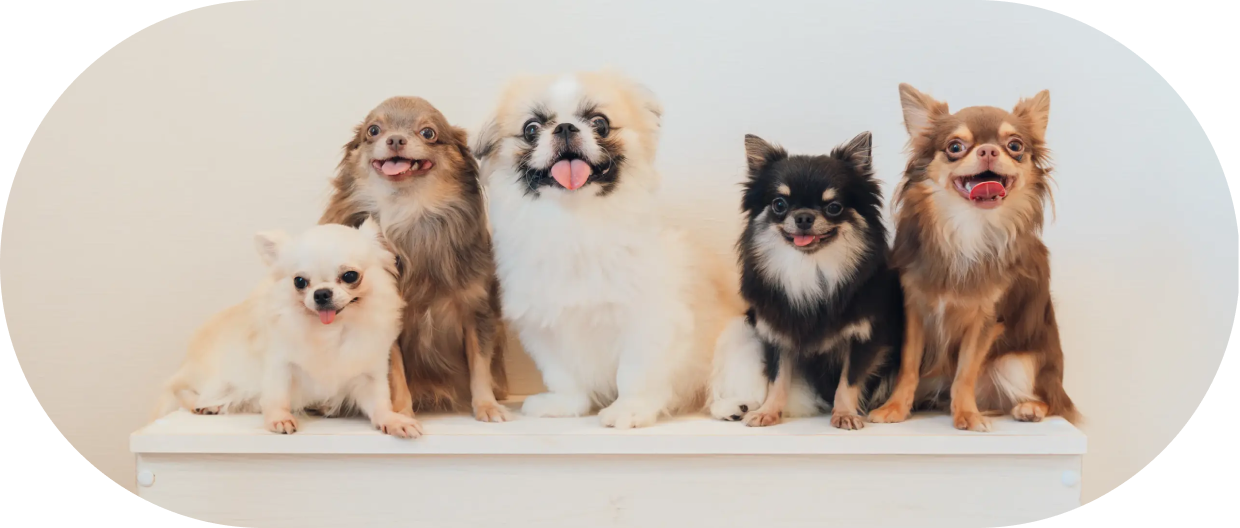 犬の画像