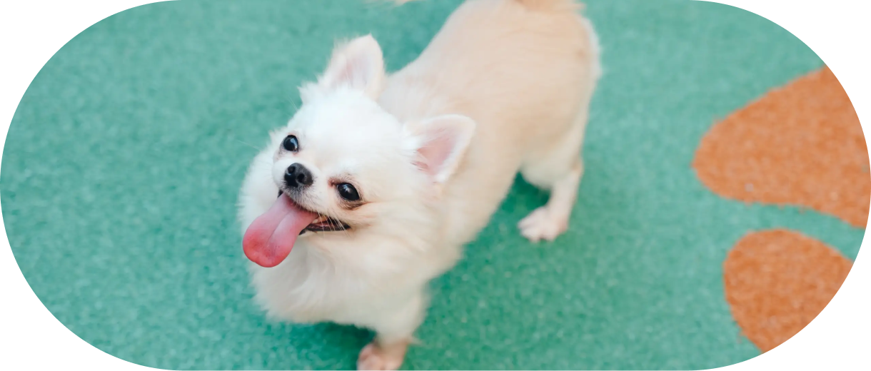 犬の画像
