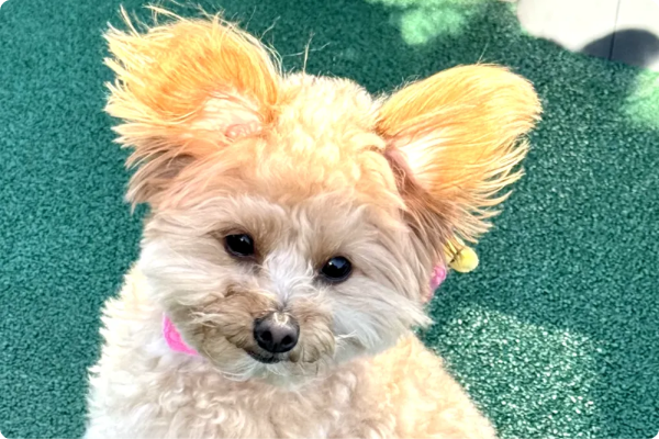 犬と飼い主