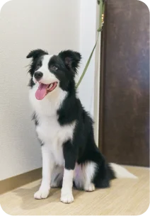 玄関リードフック