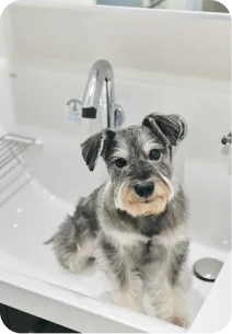 シャンプードレッサー