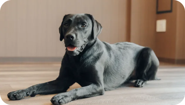 愛犬がマンションで過ごす画像