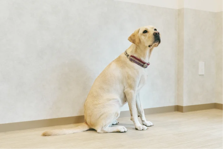 大型犬・多頭飼いOK