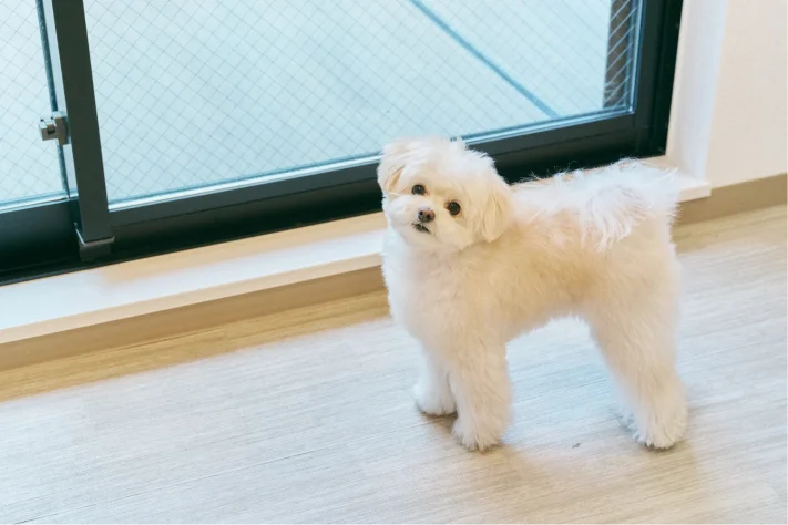 愛犬のための13の設備