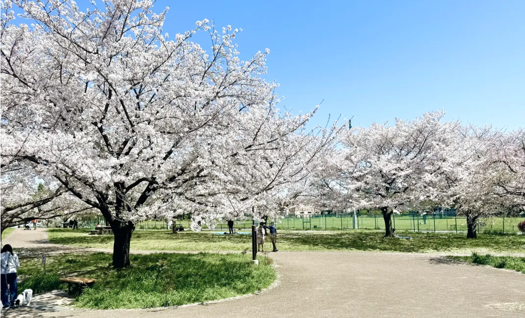 城北中央公園