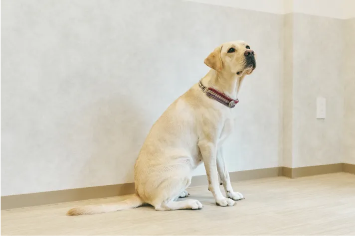 多頭飼い＆大型犬OK