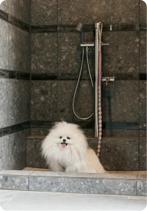 ペット足洗い場