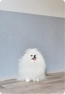 傷に強い壁クロス