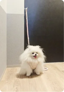 玄関リードフック
