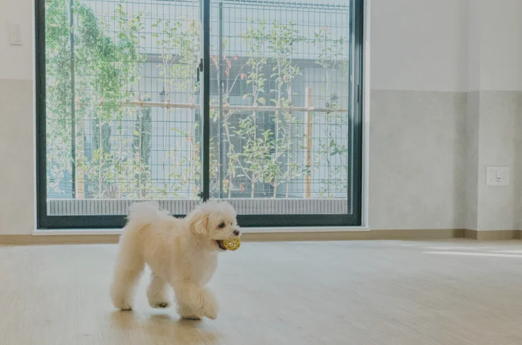 愛犬のための設備