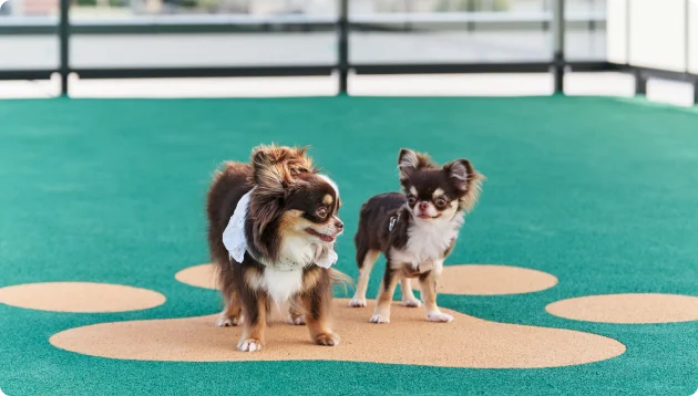 愛犬がマンションで過ごす画像