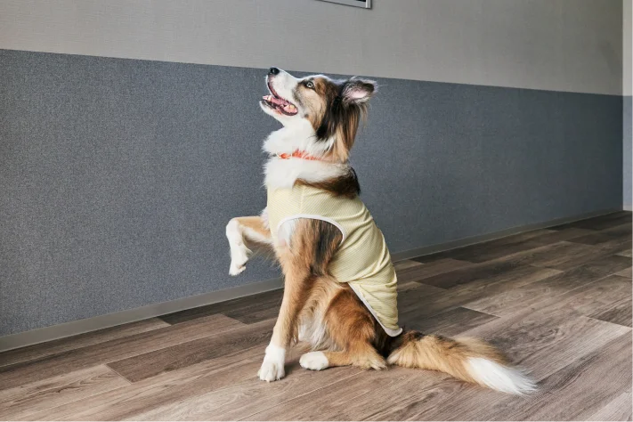 大型犬・多頭飼いOK