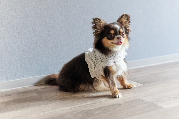 愛犬のための15の設備