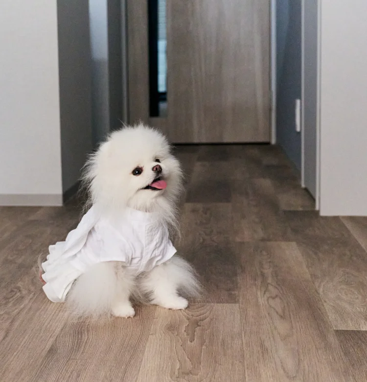 愛犬がマンションで過ごす画像