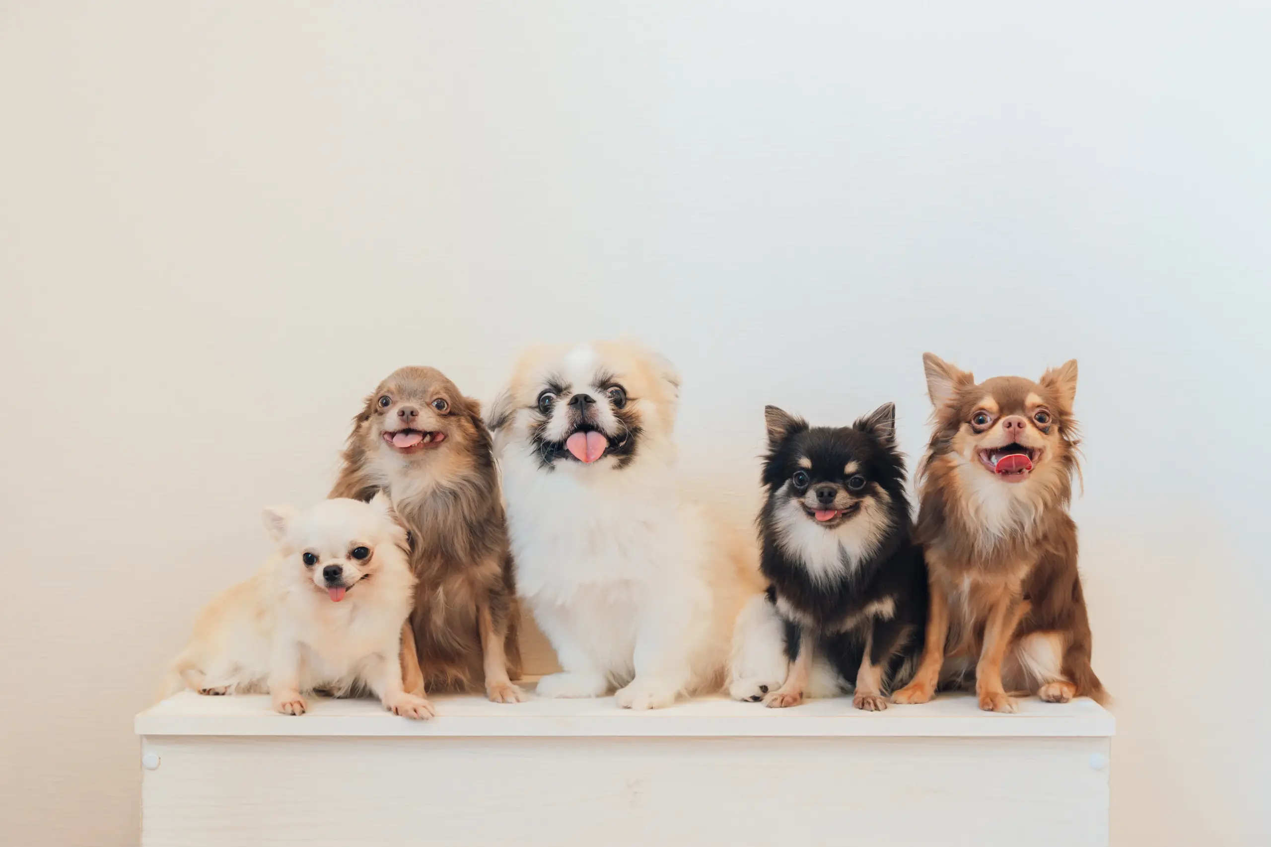 多頭飼い＆大型犬OK