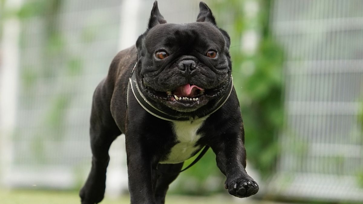 フレンチ・ブルドッグの性格や特徴は？しつけのコツから寿命、飼育費用まで解説│東京のペット共生型賃貸マンション【Dear WAN  Court（ディアワンコート）】