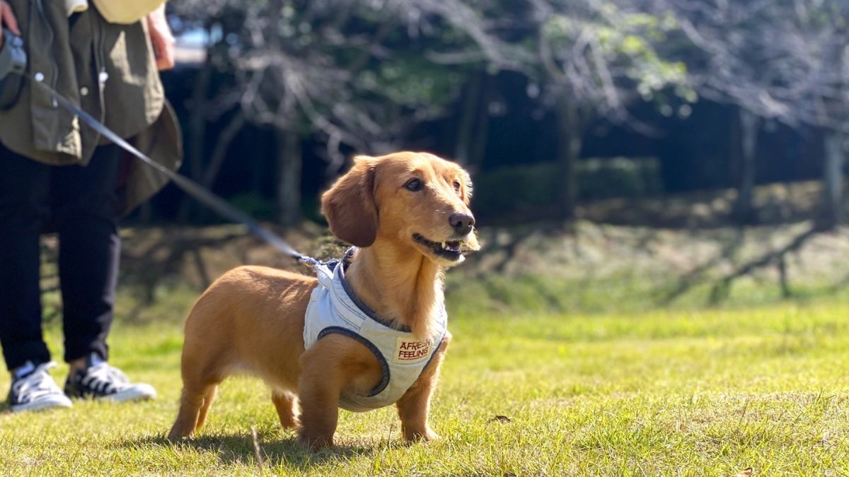 犬用ハーネスの選び方とは？首輪との違いから注意点まで解説│東京の 