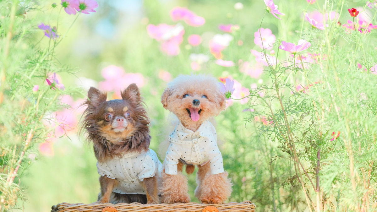 飼いやすい犬とは？初めて犬を飼う人におすすめの犬種を紹介