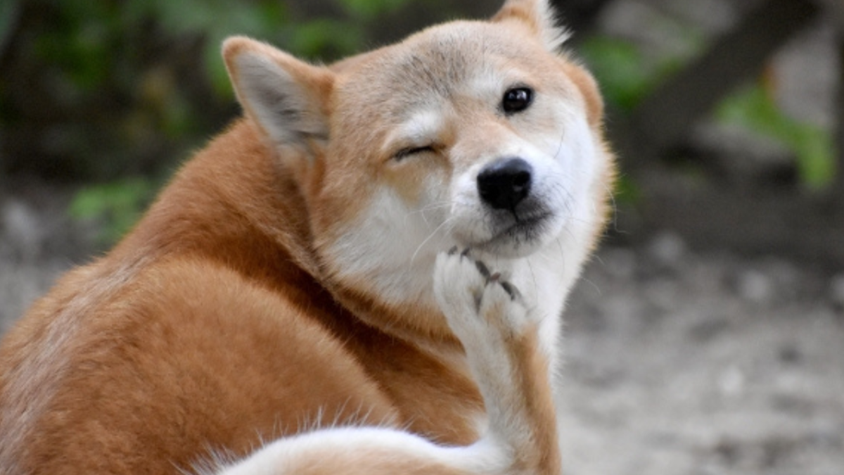 犬、かゆみ