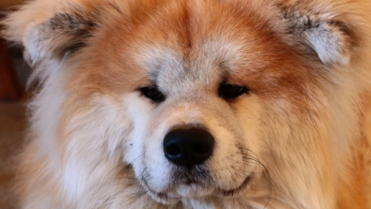 茶色いチャウチャウの顔のアップ