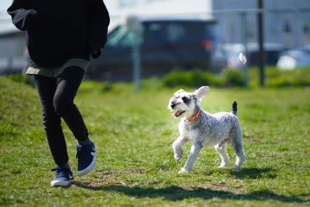 人と一緒に走っているミニチュア・シュナウザーの写真