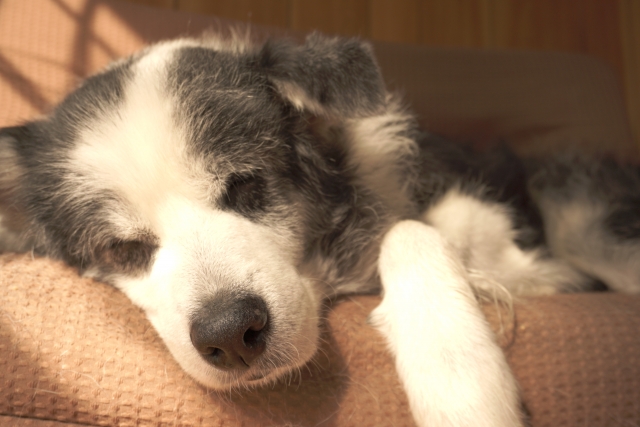 ソファの上で眠っているボーダー・コリーの写真