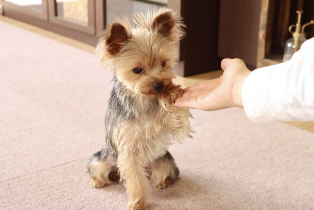 犬にしつけをする理由とは？基本的な犬のしつけやポイント・注意点を解説！