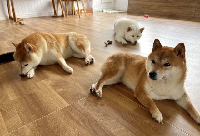 フローリングの上で休んでいる3匹の柴犬
