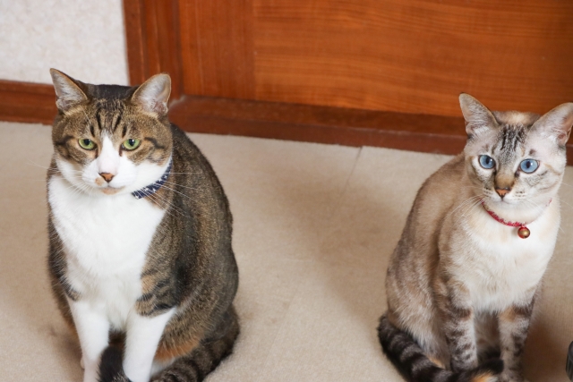 横に並んで座っている2匹の猫の写真