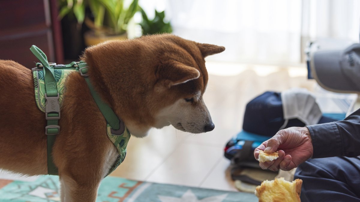 人が持っているおやつを食べたそうに見ている犬