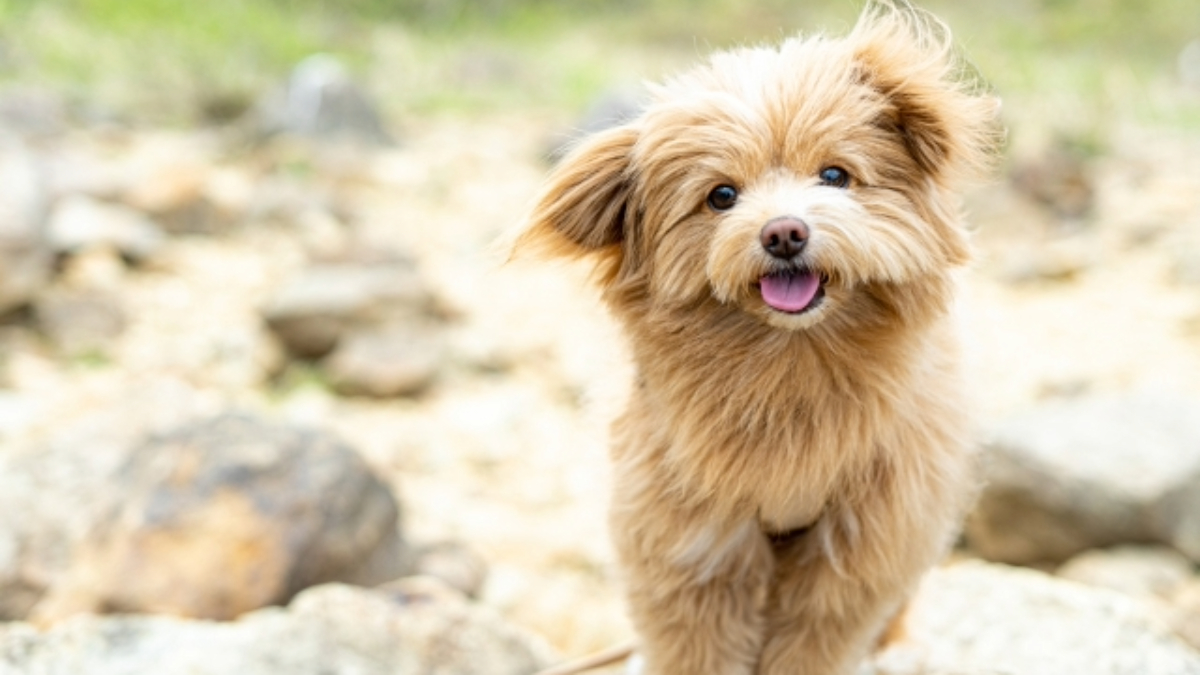 岩場を走る茶色いマルプー