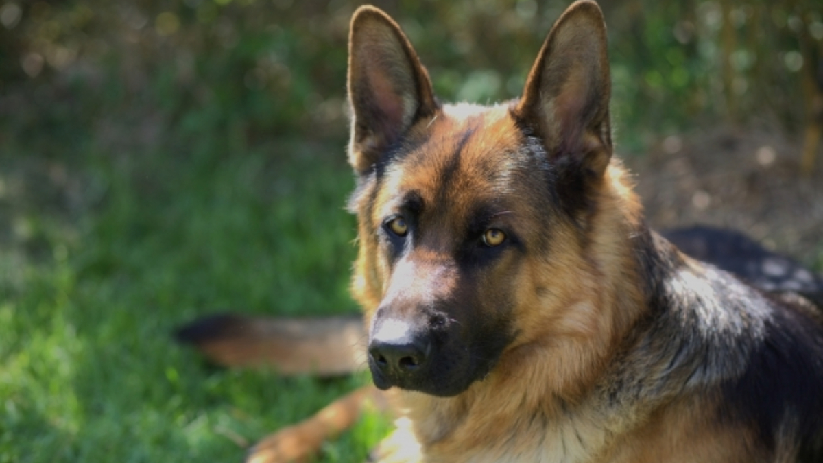 耳をピンと立ててこちらを見ているシェパード