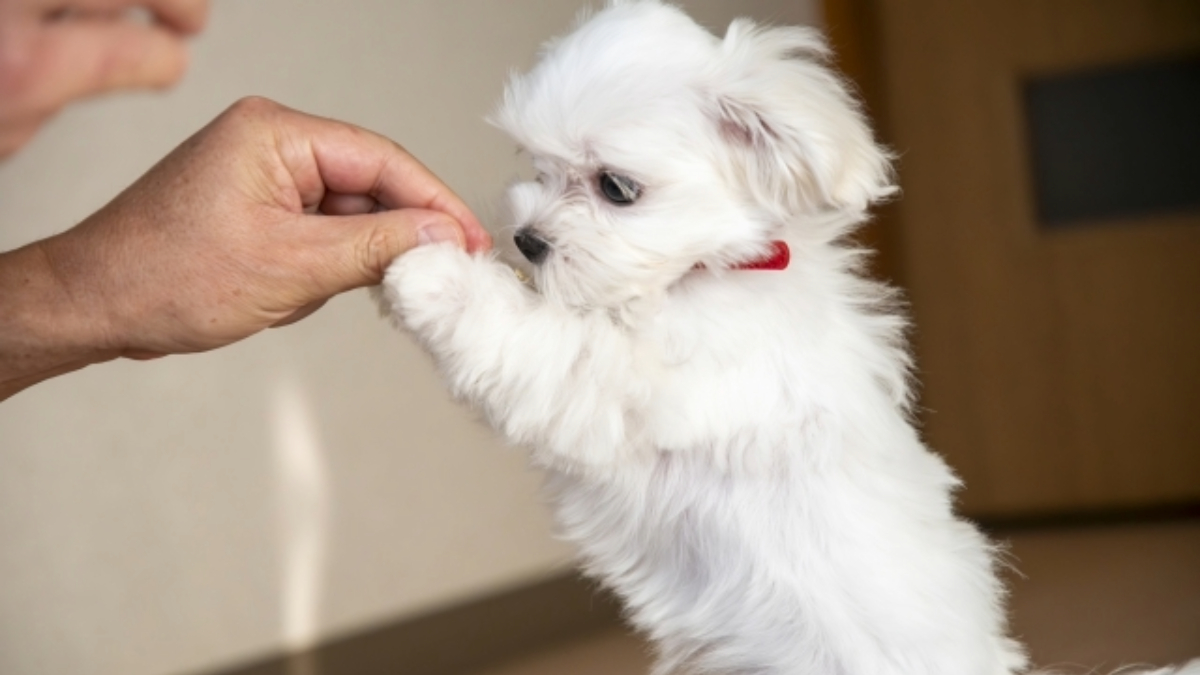 犬のおやつの選び方！おやつを選ぶポイントと与えるときの注意点を紹介