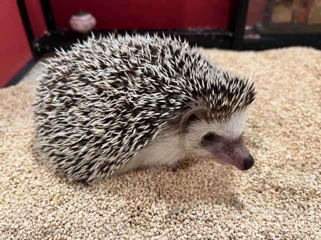 床材の上にいるハリネズミの画像