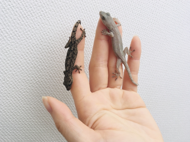 左手に2匹のトカゲを乗せている写真