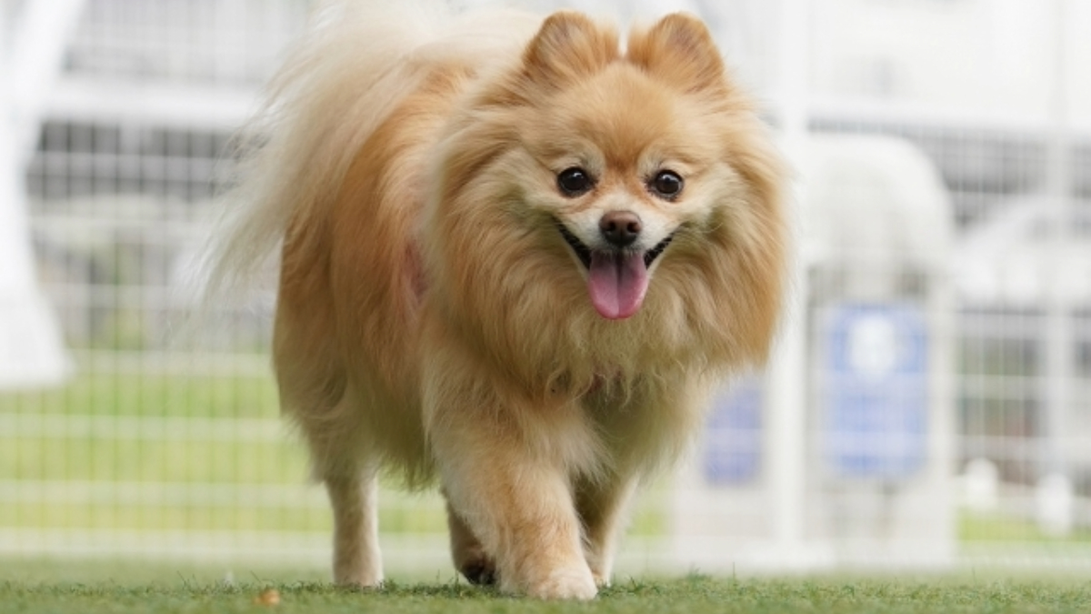 ポメラニアンは飼いやすい？性格・魅力と初心者向け飼育ポイントを解説