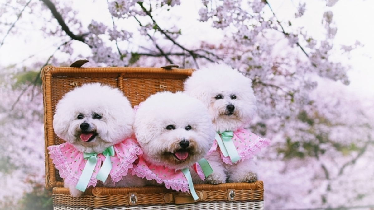 ビションフリーゼってどんな犬？性格から飼育のポイントまで解説