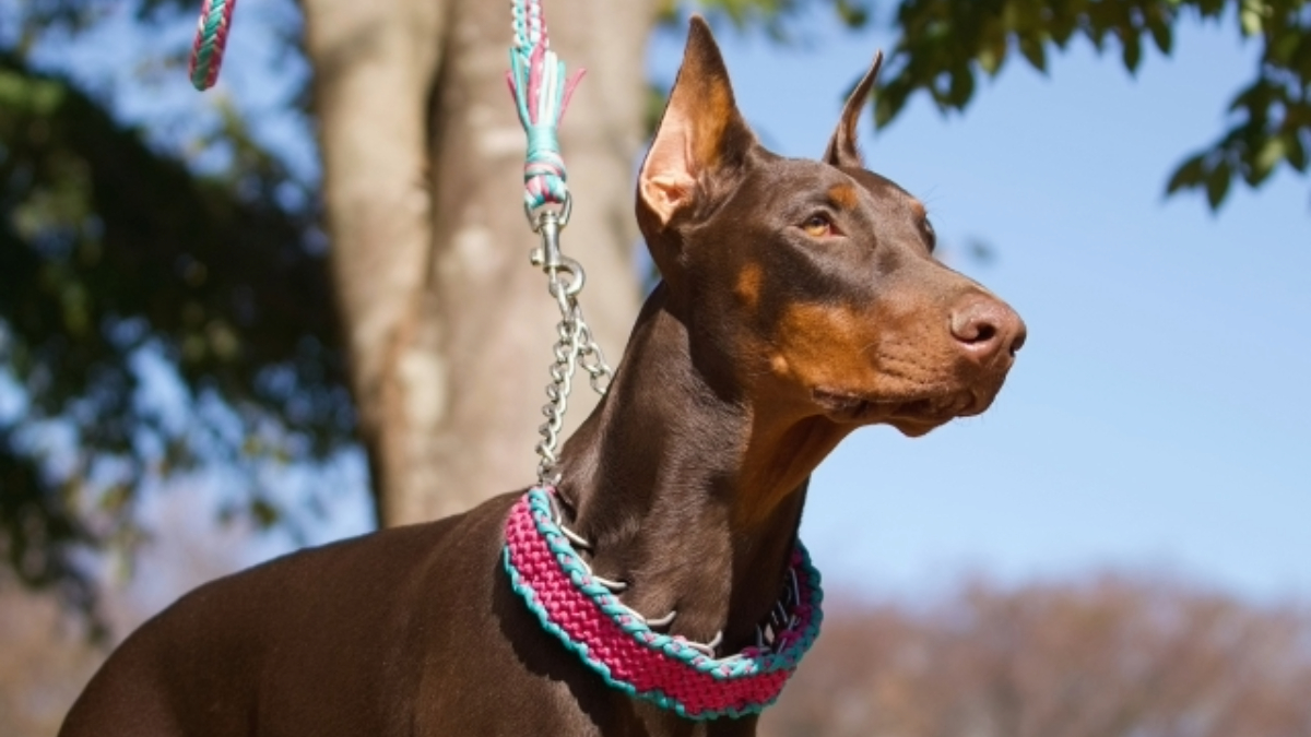 前を見て凛々しい横顔のドーベルマン