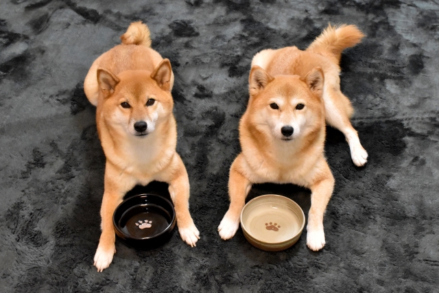 2頭の柴犬がエサ皿の前に伏せをしてこちらを見ている写真