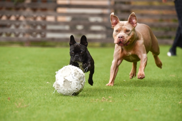 フレンチブルドッグをボール遊びをしているピットブルの写真