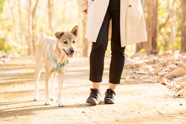 飼い主と一緒に歩くリードをつけた中型の雑種犬の写真
