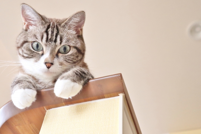 上から見下ろしている猫の写真