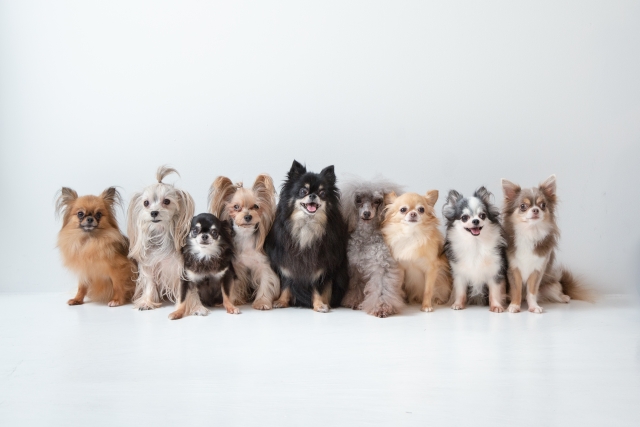 チワワやプードルなどの小型犬が並んでいる写真