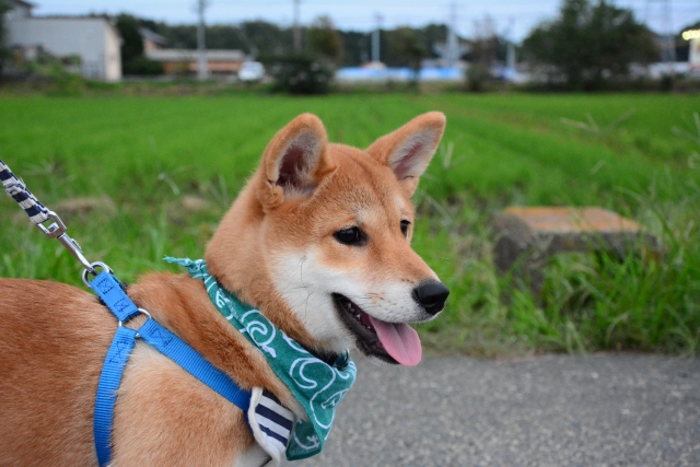 ハーネスと唐草模様のスカーフをまいた柴犬の横顔の写真