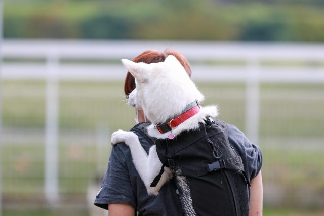 飼い主におんぶされている白い犬の写真