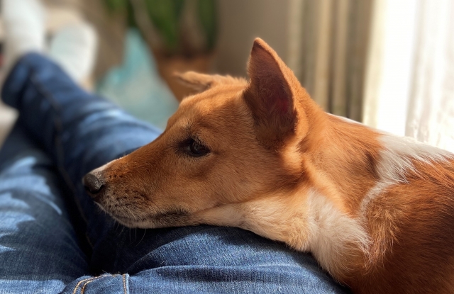 飼い主の足の上を顔を乗せている犬の写真