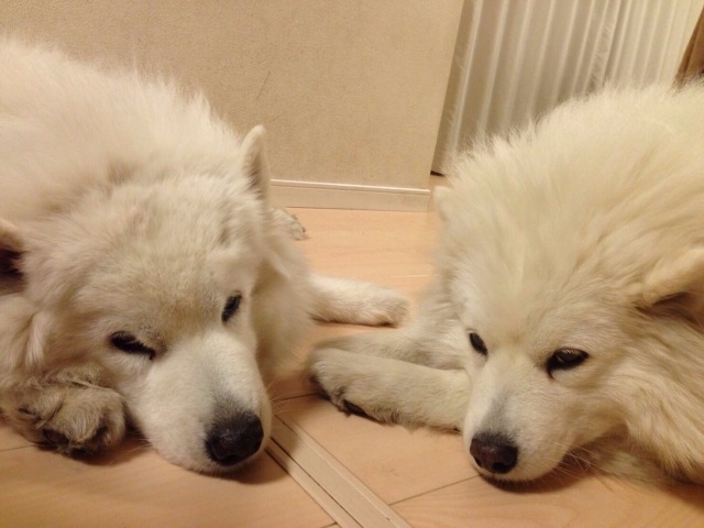 並んで伏せをして眠そうな2匹のサモエドの写真
