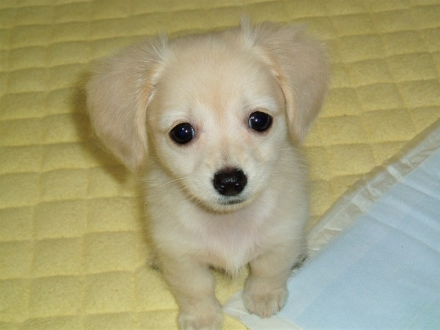 つぶらな瞳でこちらを見上げているクリーム色の子犬のチワックス