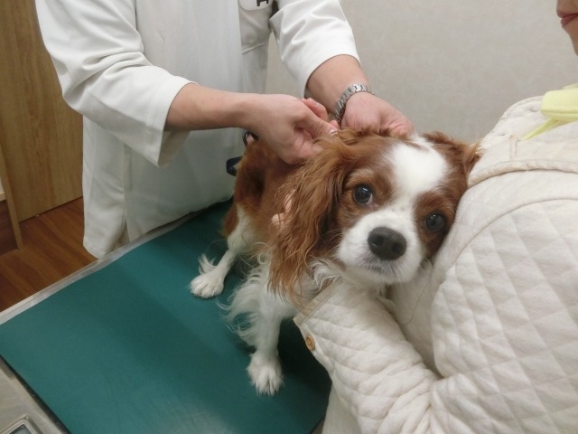 動物病院で注射を打たれるキャバリアの写真