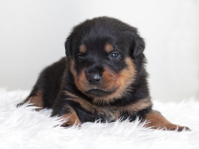子犬のロットワイラーが白い毛布の上で伏せている